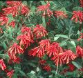 Coral Honeysuckle / Lonicera sempervirens 